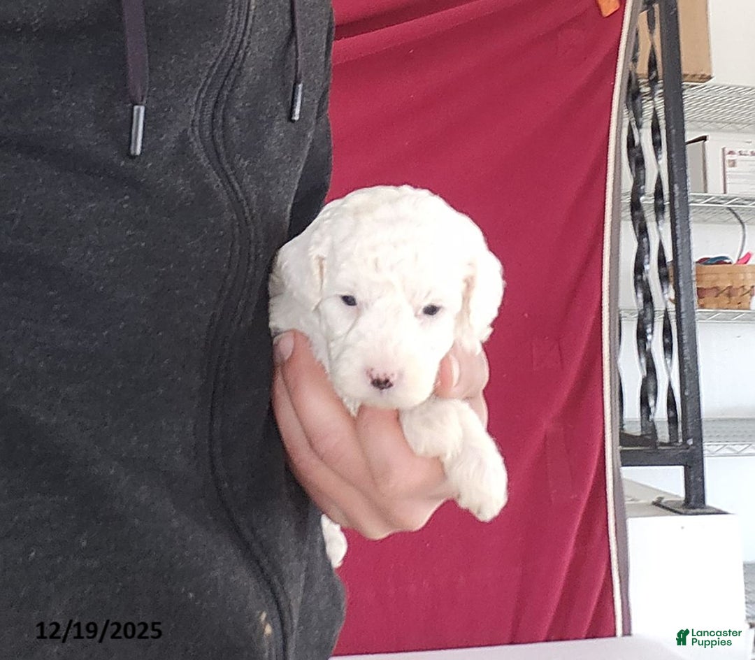 Cavapoo dogs for sale: Tee Cup - Ad 4