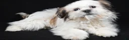 Shih Tzu dogs for sale: Skipper - Ad 5