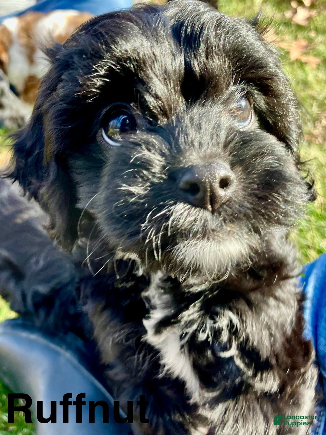 Cavapoo dogs for sale: Ruffnut - Ad 5