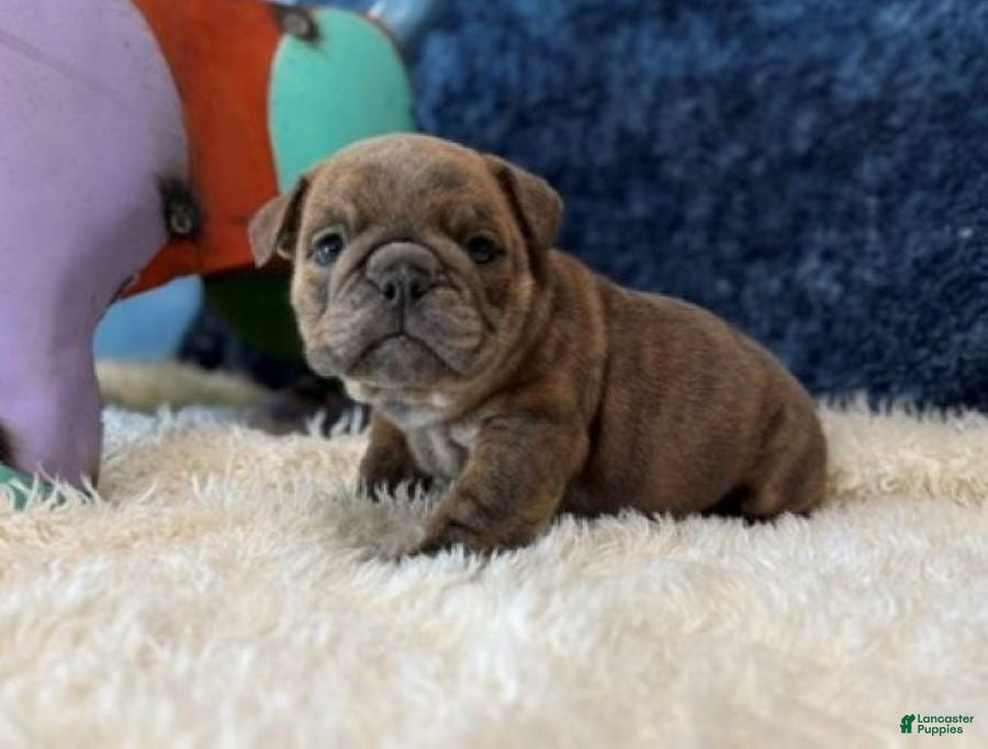 English Bulldog dogs Blue Fawn n tan brindle gen health tested CLEAR - Ad 1