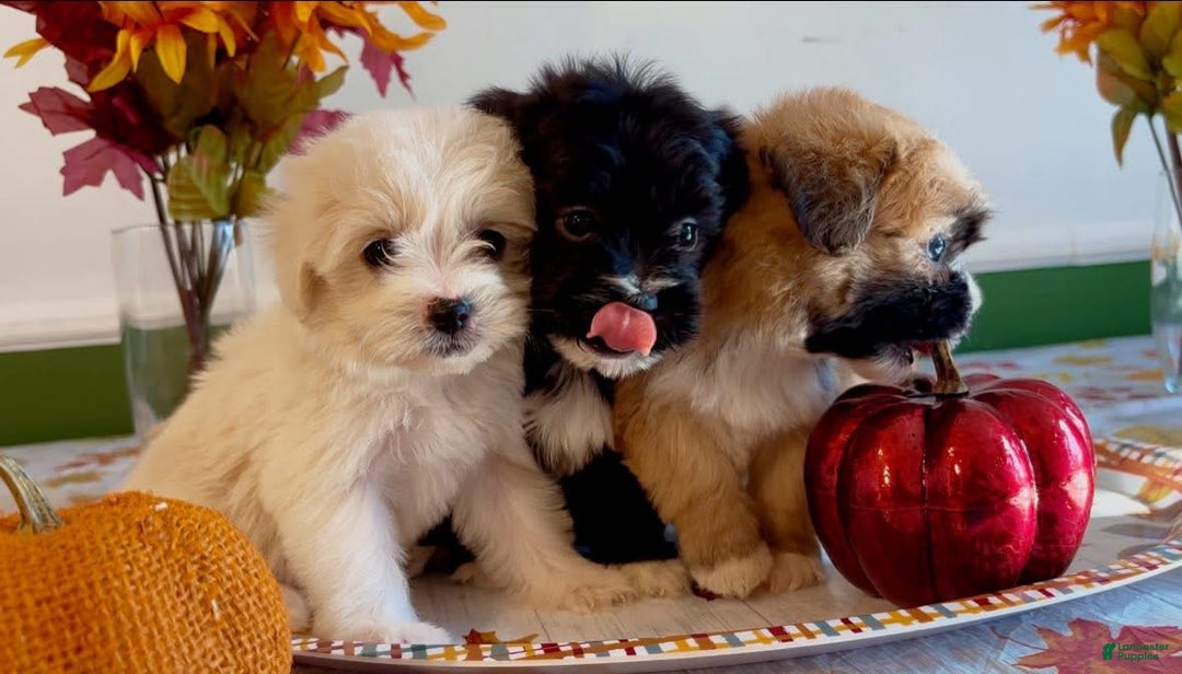 Shorkie dogs for sale: Shorkie Puppy 2 - Ad 13