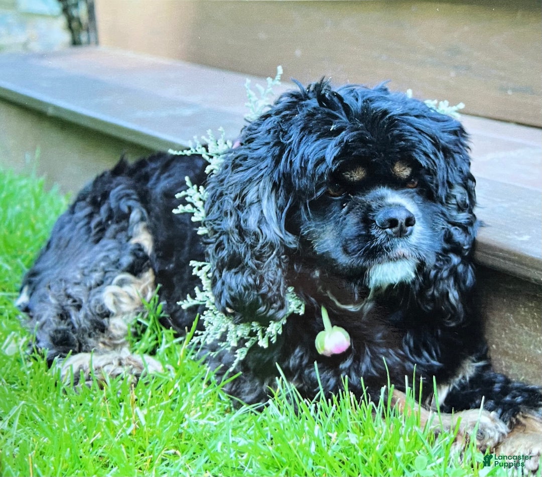 Cockapoo dogs for sale: Chloe - Ad 9