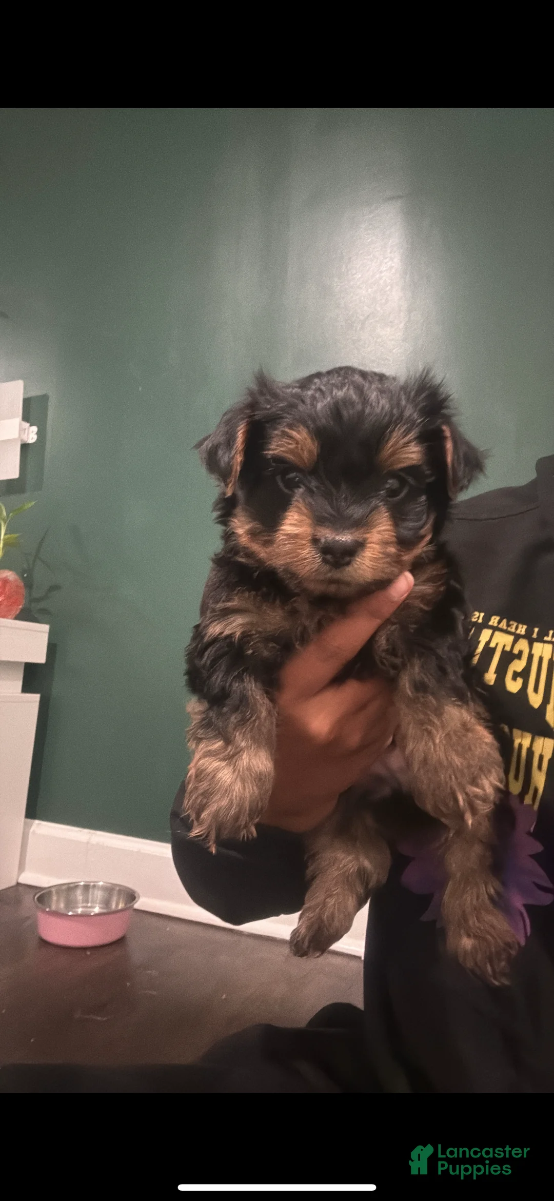 Yorkshire Terrier dogs for sale: Yorkshire Terrier Puppy 1 - Ad 2