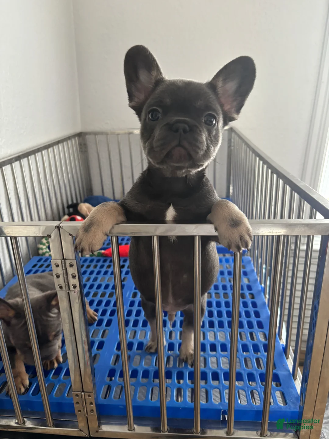 French Bulldog dogs for sale: French Bulldog Puppy 1 - Ad 1