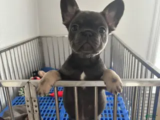 French Bulldog dogs French Bulldog Puppy 1 - Ad 19