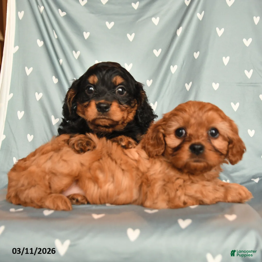 Cavapoo dogs for sale: Barbie - Ad 3