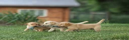 Labrador Retriever dogs for sale: Buddy - Ad 3