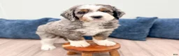 Bernedoodle dogs for sale: Sasha - Ad 3