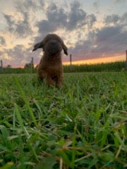 Irish Setter dogs Ember - Ad 4