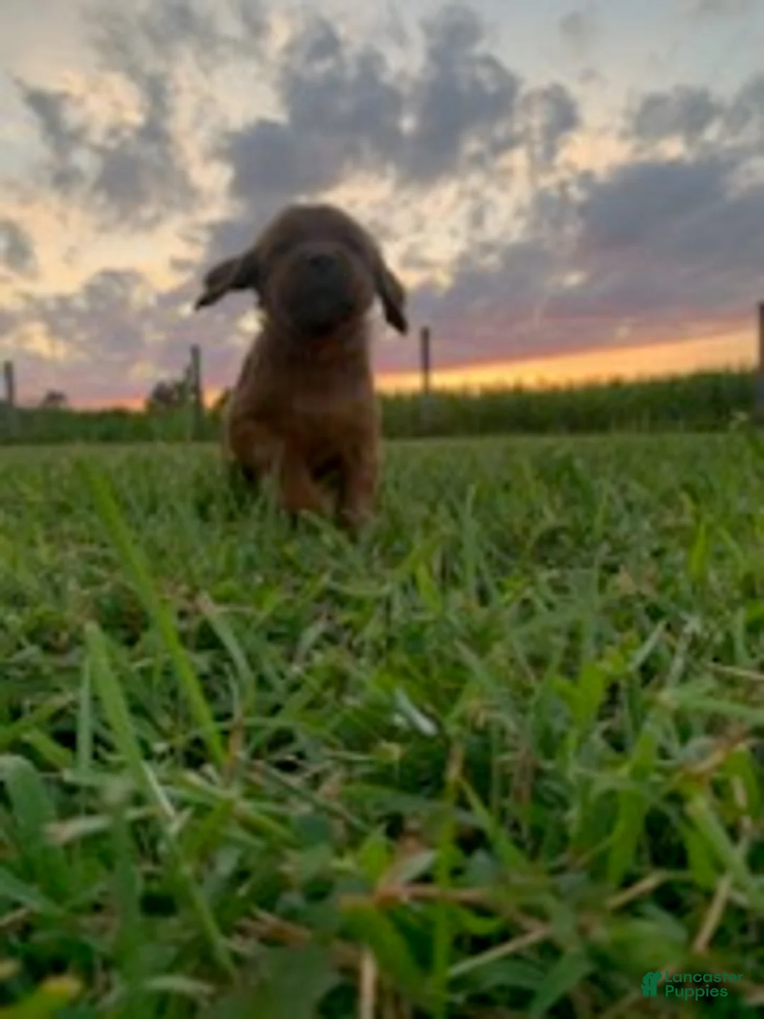 Irish Setter dogs for sale: Ember - Ad 1