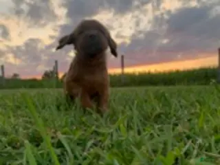 Irish Setter dogs Ember - Ad 4