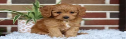 Cavapoo dogs for sale: Simba - Ad 8