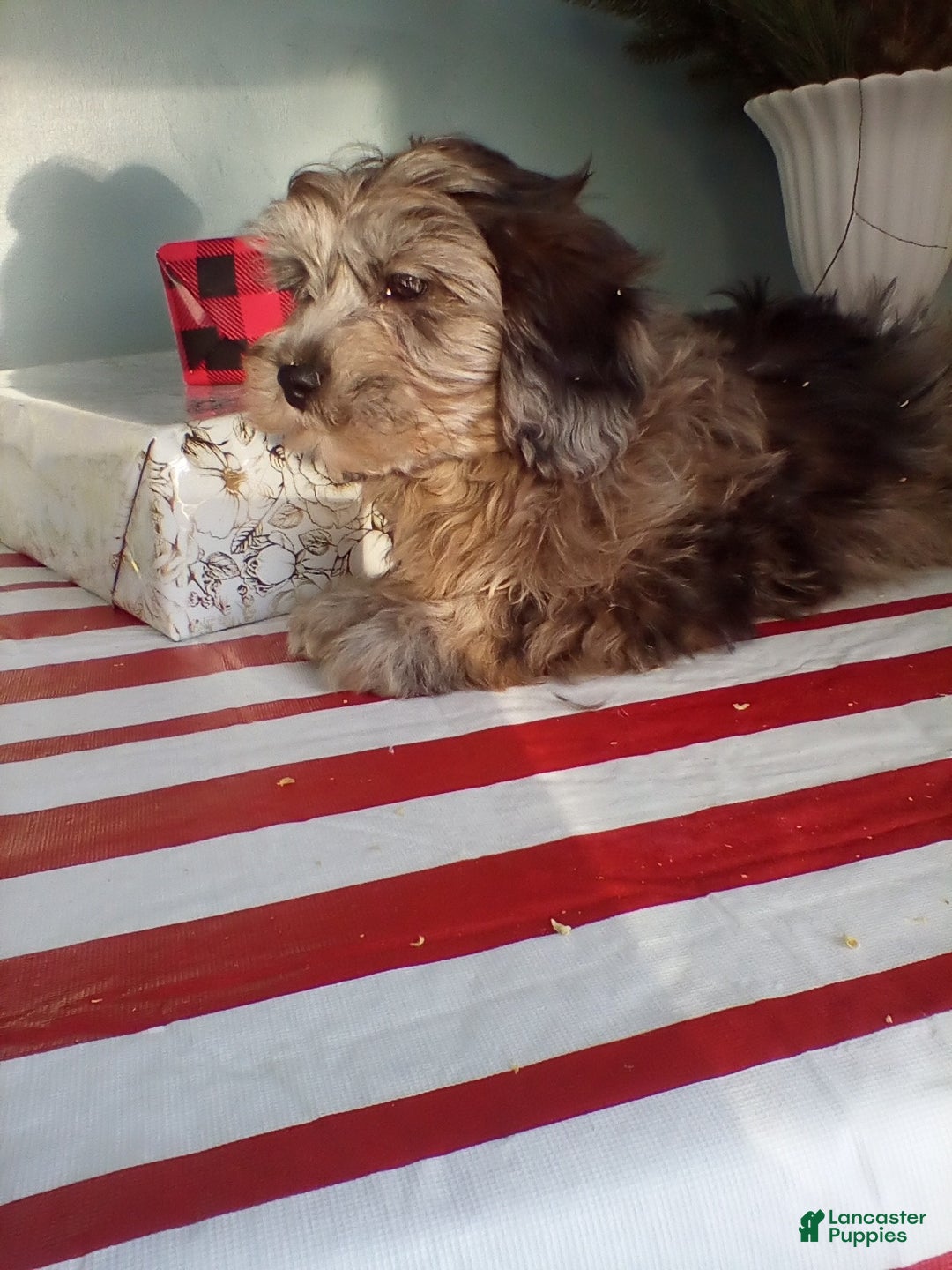 Lhasapoo dogs for sale: Koko - Ad 2