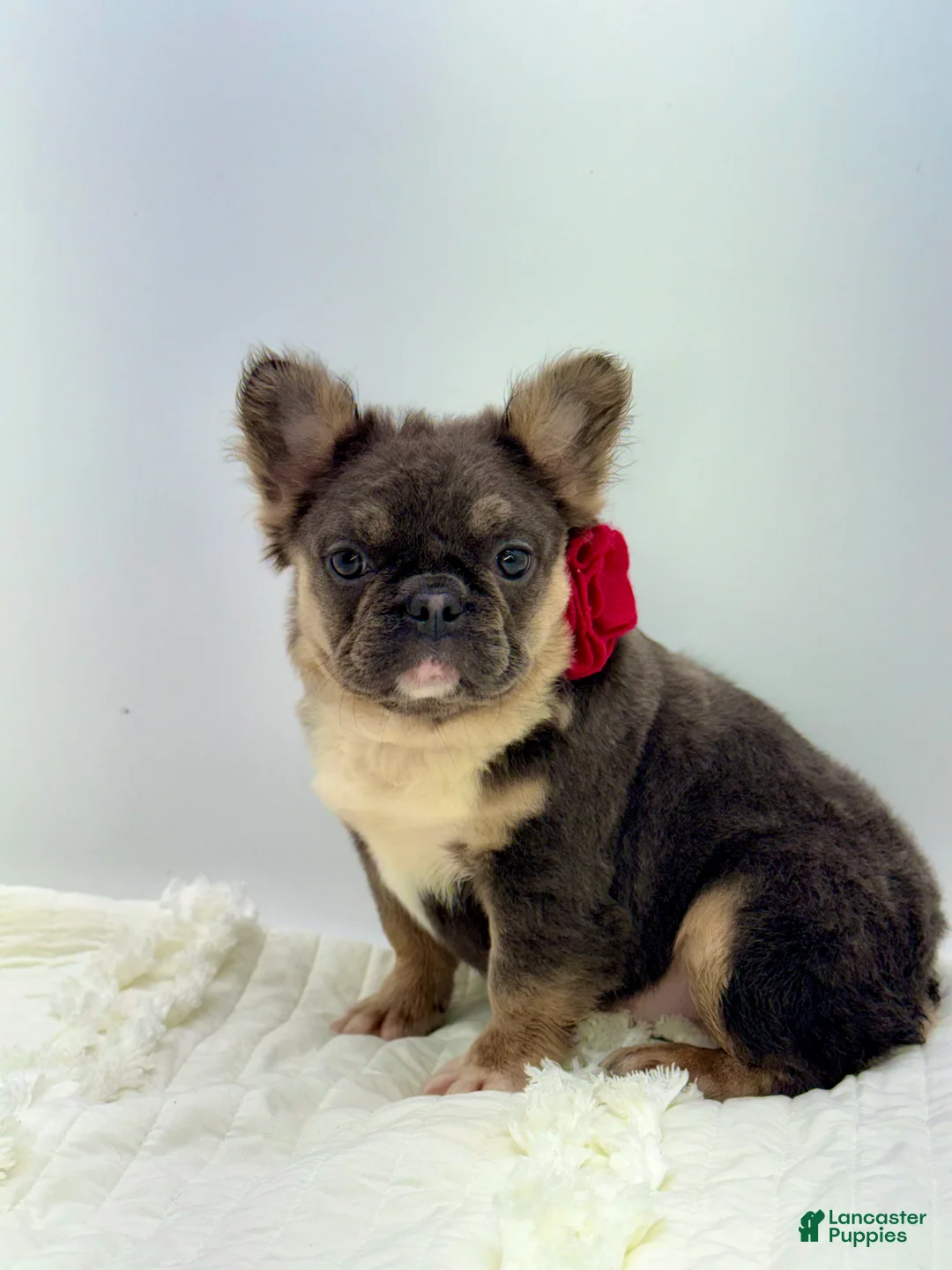 French Bulldog dogs for sale: French Bulldog Puppy 1 - Ad 2