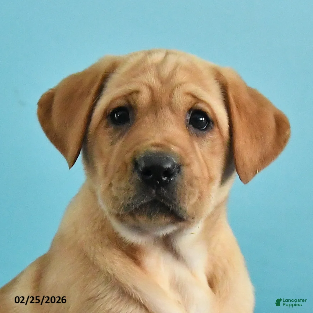 Labrador Retriever dogs for sale: Gaby - Ad 4
