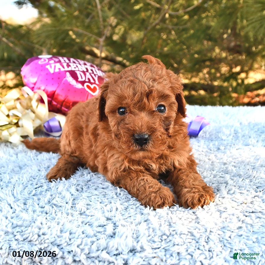 Mini Goldendoodle dogs Cookie - Ad 16