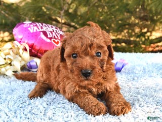 Mini Goldendoodle dogs Cookie - Ad 20