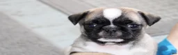 Pug dogs for sale: Faith - Ad 1