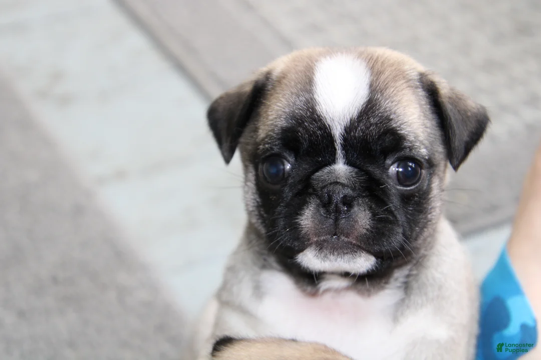 Pug dogs for sale: Faith - Ad 1