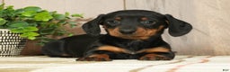 Miniature Dachshund dogs for sale: Chloe - Ad 4
