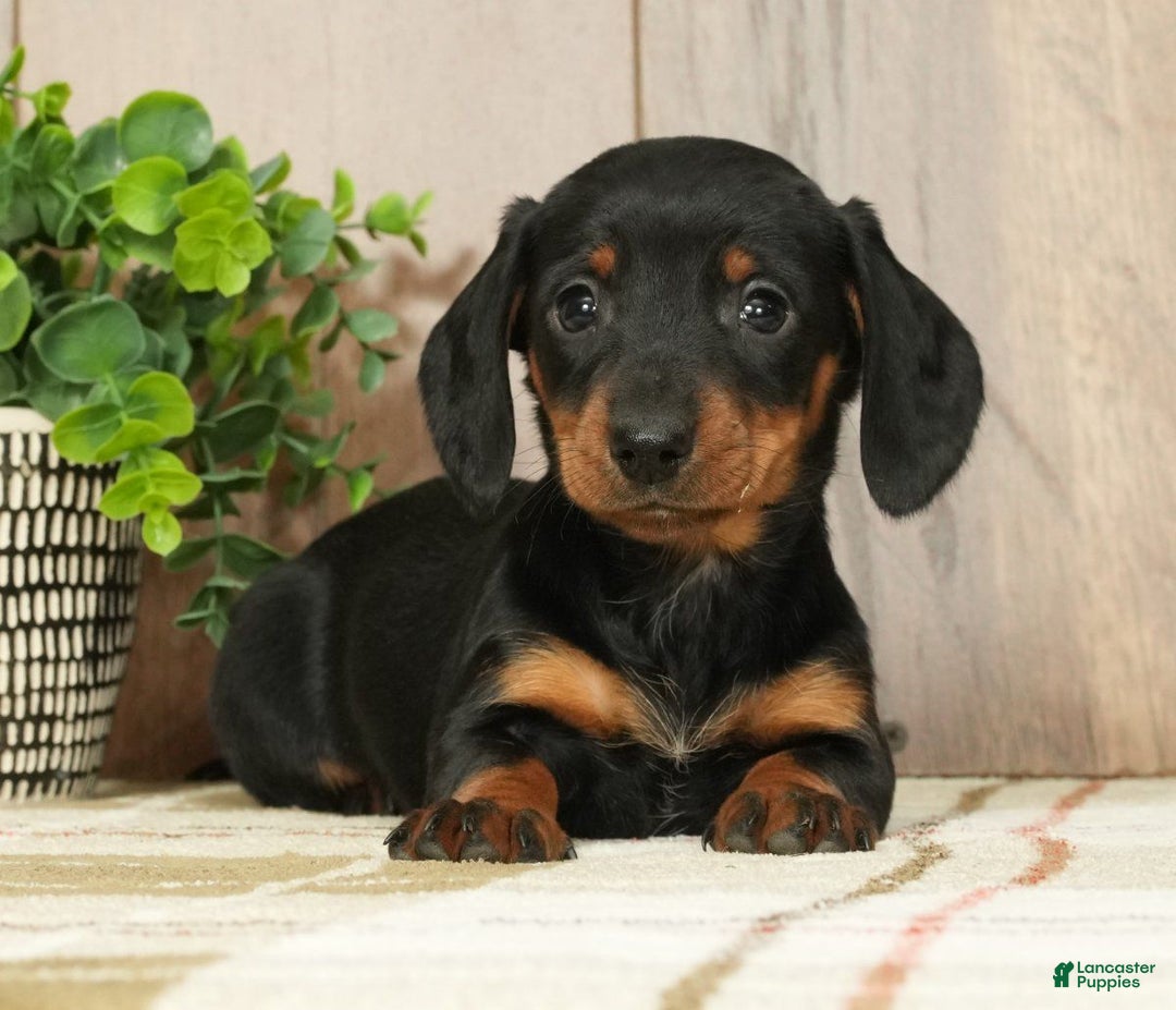 Miniature Dachshund dogs for sale: Chloe - Ad 4