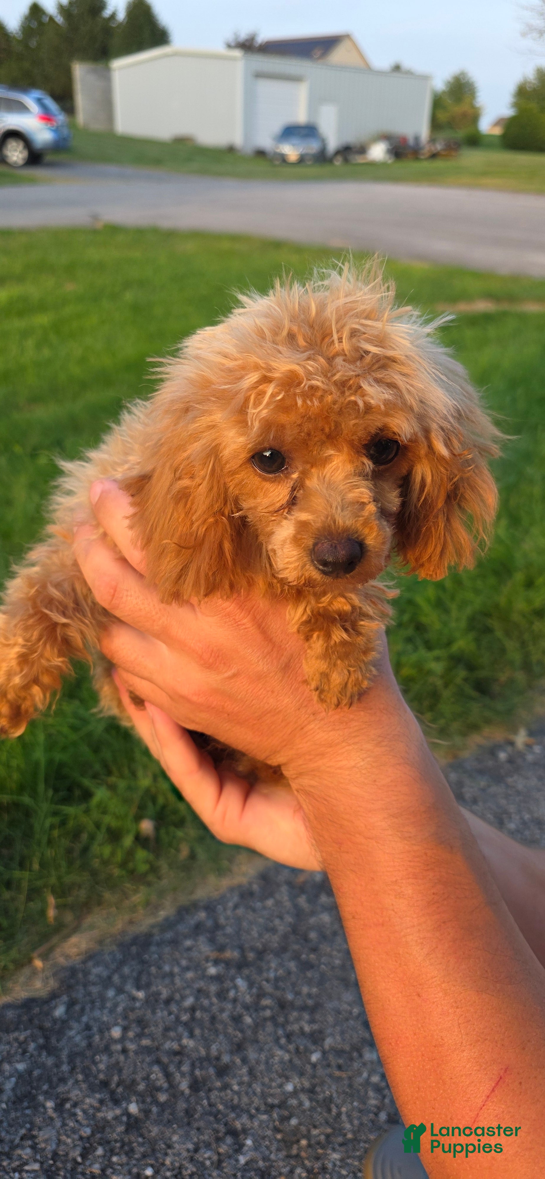 Maltipoo dogs Lucy - Ad 1