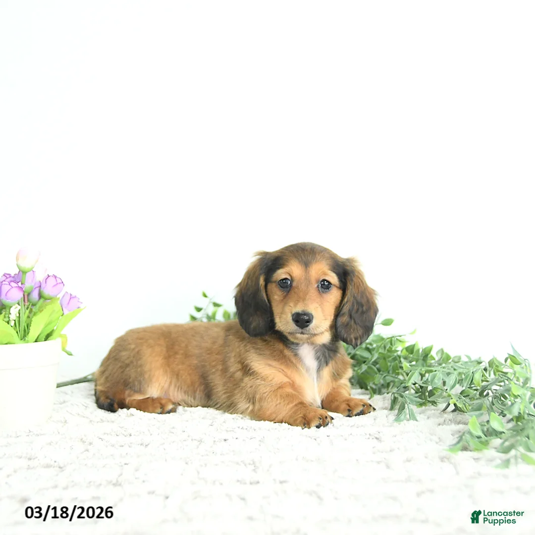 Miniature Dachshund dogs for sale: Rosie - Ad 2