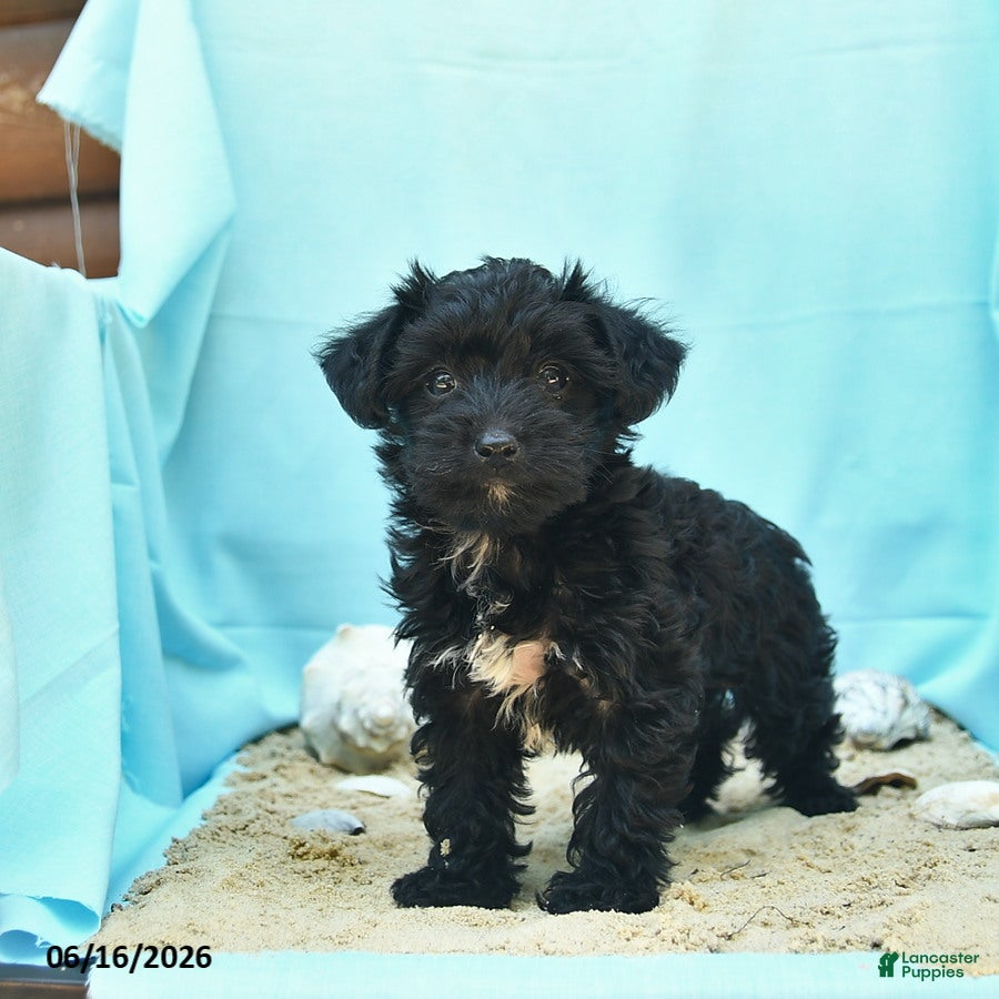 Yorkiepoo dogs Confetti - Ad 1