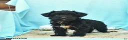 Yorkiepoo dogs for sale: Confetti - Ad 3