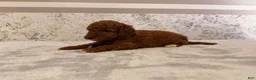 Mini Goldendoodle dogs for sale: Chrissy - Ad 4