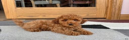 Cockapoo dogs for sale: Curtis - Ad 9