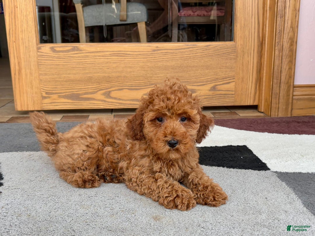 Cockapoo dogs for sale: Curtis - Ad 9