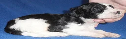 Shihpoo dogs for sale: Snoopy - Ad 4