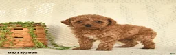 Toy Poodle dogs for sale: Hazel  - Ad 4