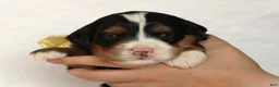Mini Bernedoodle dogs for sale: Ashland - Ad 2