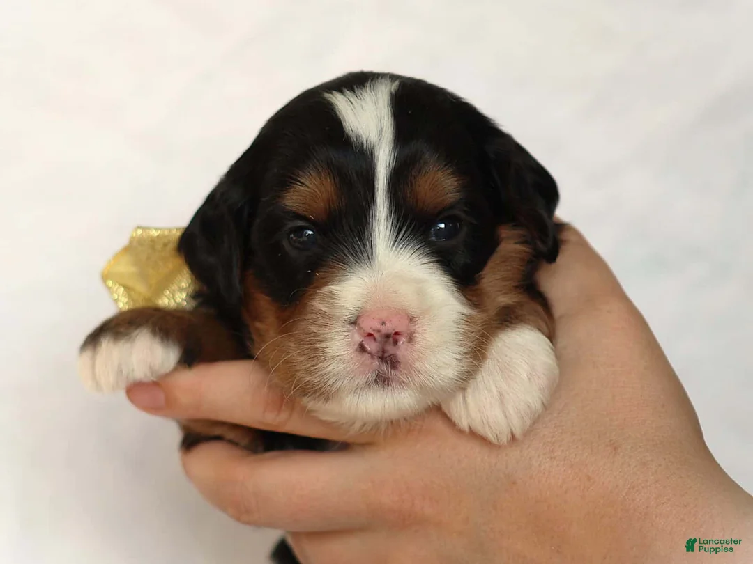 Mini Bernedoodle dogs for sale: Ashland - Ad 2