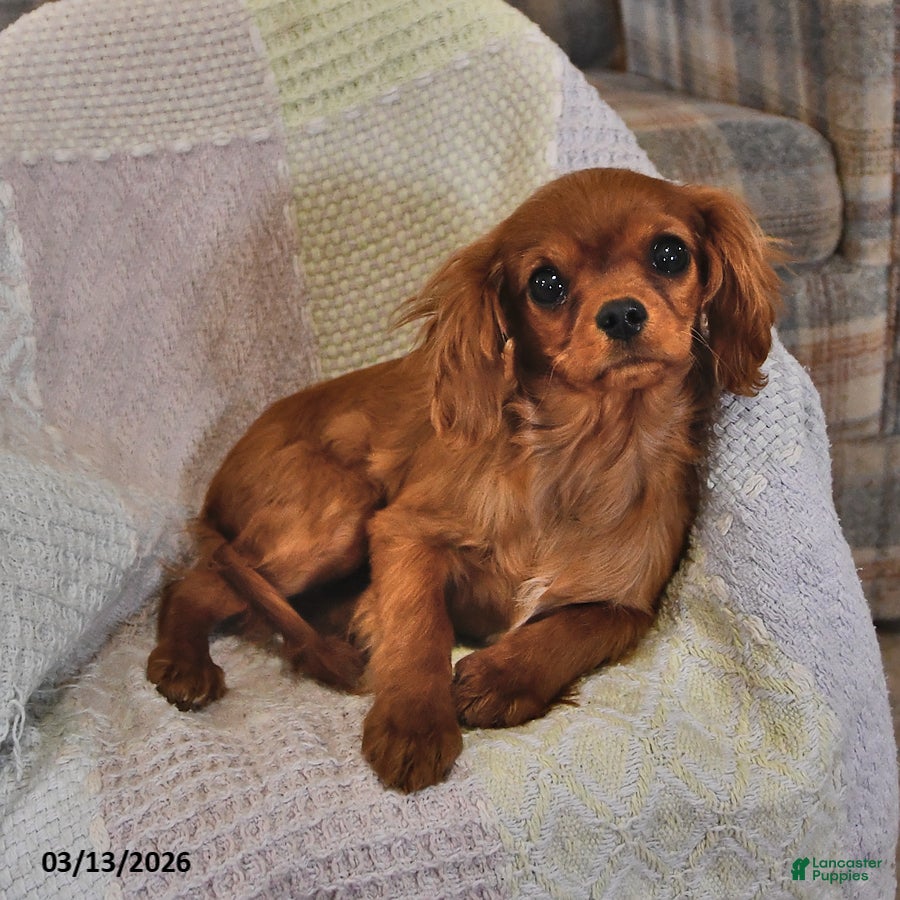 Cavalier King Charles Spaniel dogs Pansy - Ad 2