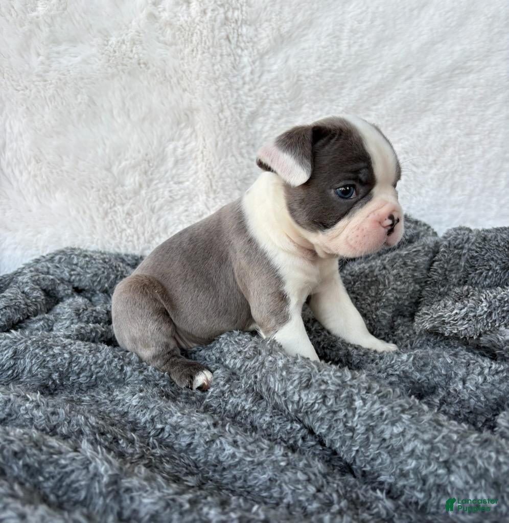 Frenchton dogs Macy - Ad 2