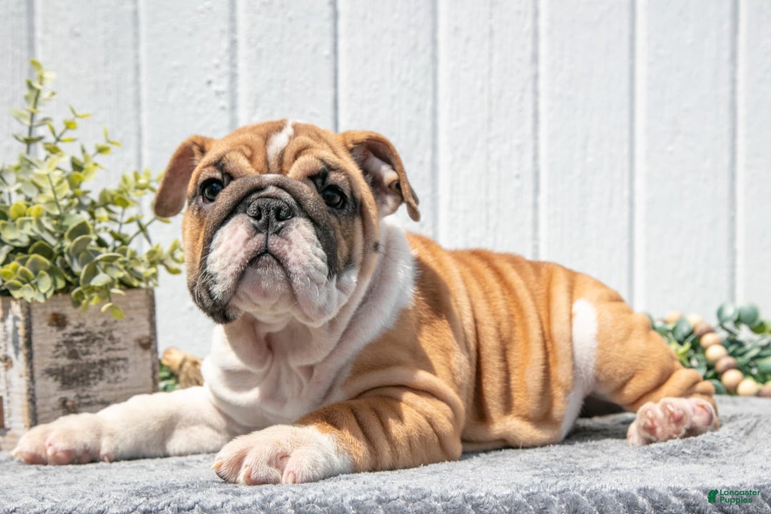 English Bulldog dogs for sale: Celsey - Ad 2