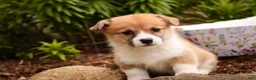 Welsh Corgi Pembroke dogs for sale: Zylee - Ad 3