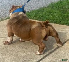 American Bully dogs for sale: American Bully Puppy 1 - Ad 7