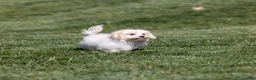 Teddy Bear dogs for sale: Lafayette - Ad 6