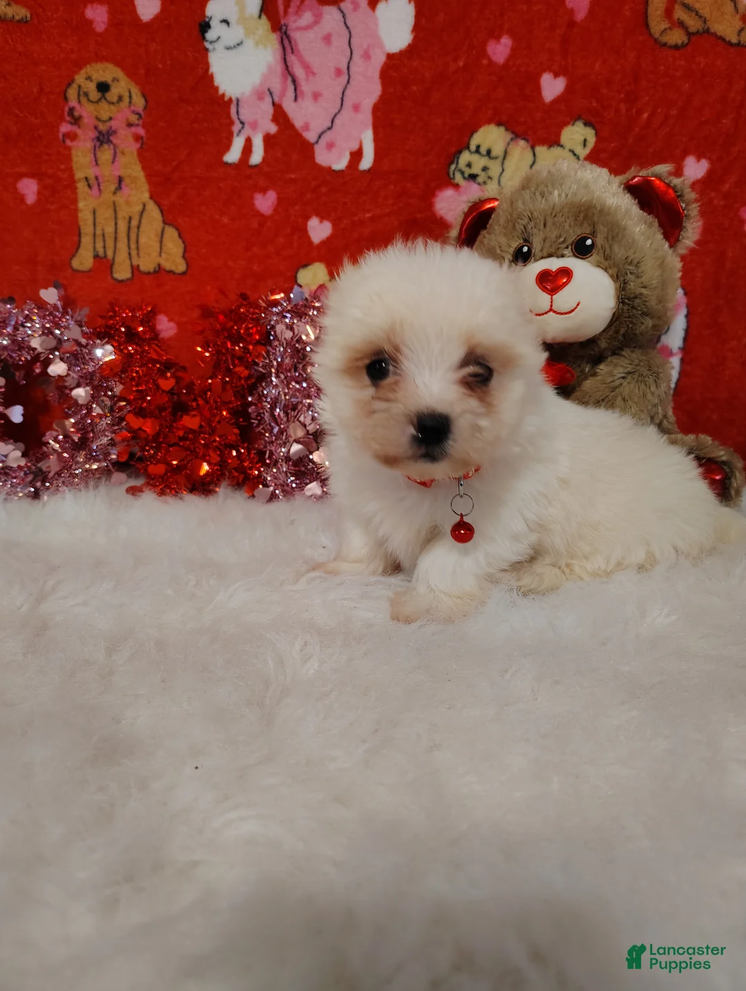 Maltese dogs for sale: Bert - red - Ad 4