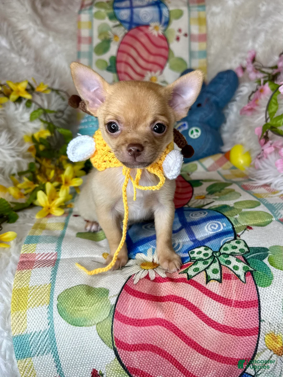 Chihuahua dogs for sale: Sunshine ☀️  - Ad 2