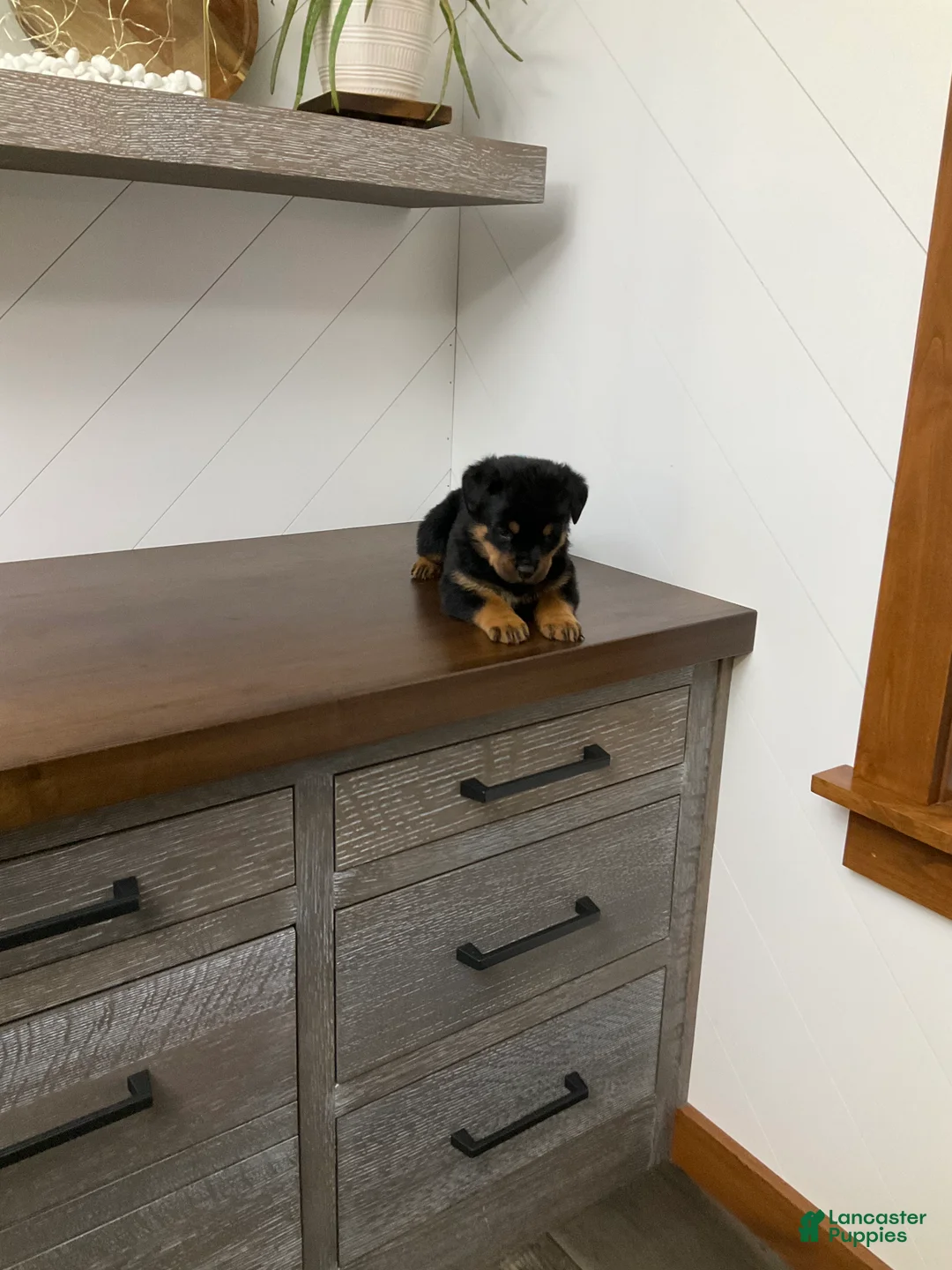 Rottweiler dogs for sale: Rottweiler Puppy 1 - Ad 8
