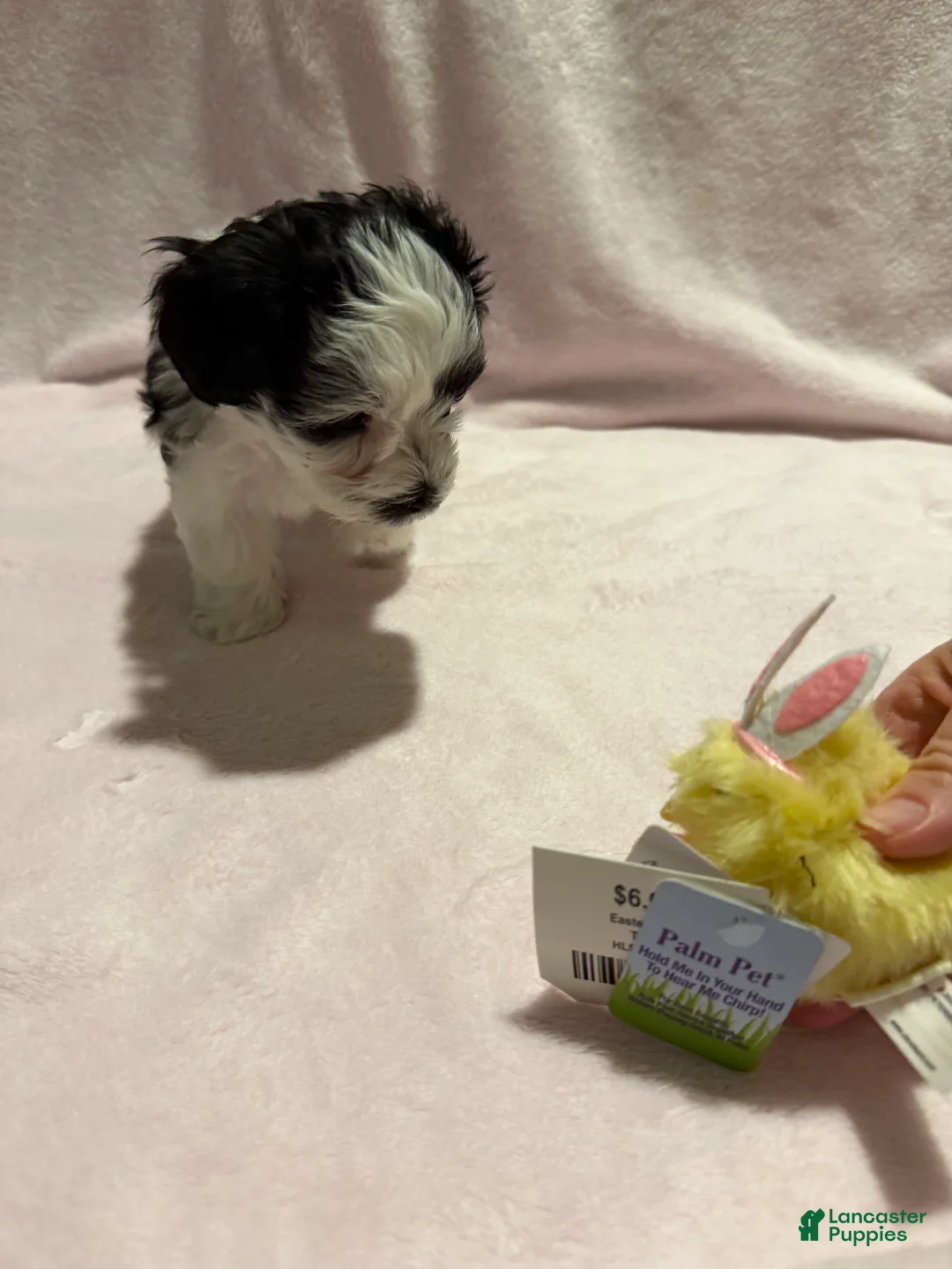 Miniature Schnauzer dogs for sale: Cookie - Ad 2