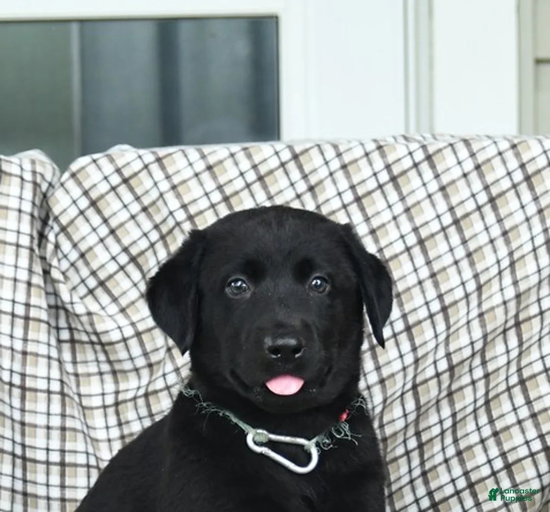 Labrador Retriever dogs for sale: Linda - Ad 3