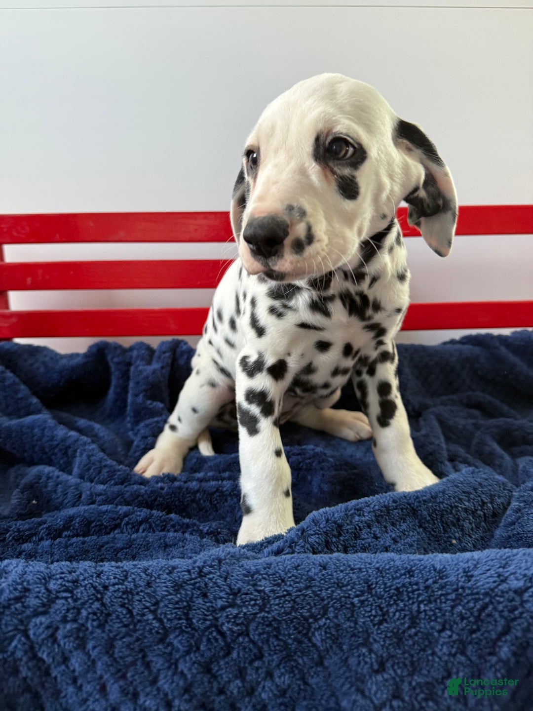 Dalmatian dogs for sale: Tara - Ad 16