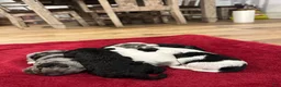 Mini Aussiedoodle dogs for sale: Wesley 🐾 - Ad 8
