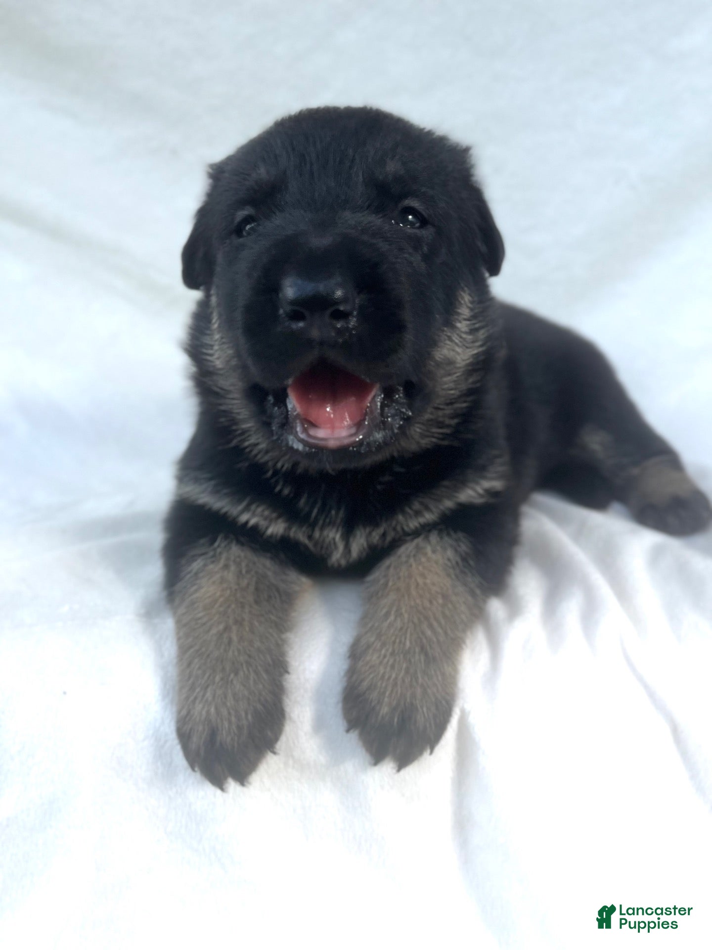 German Shepherd dogs Lucy - Ad 2